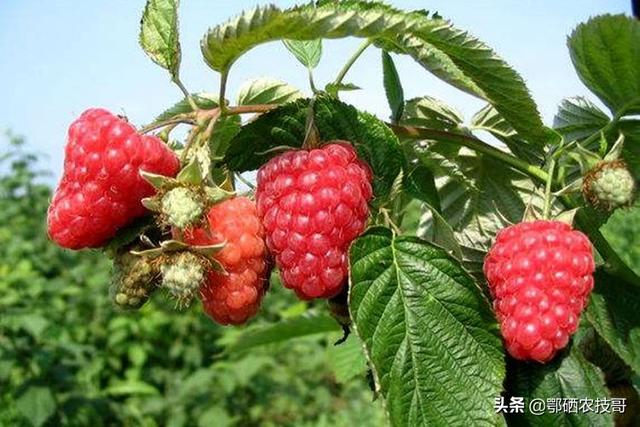 头条问答 树莓如何种植 17个回答