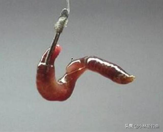 钩盲蛇吞食蚯蚓:用蚯蚓做饵料怎么会被鱼吃得一点不剩呢？