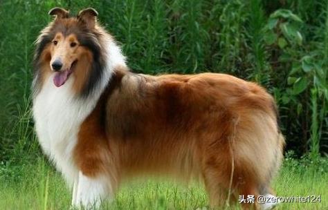 边境牧羊犬性格分析:边境牧羊犬图片性格温顺 边境牧羊犬是否适合家养呢？