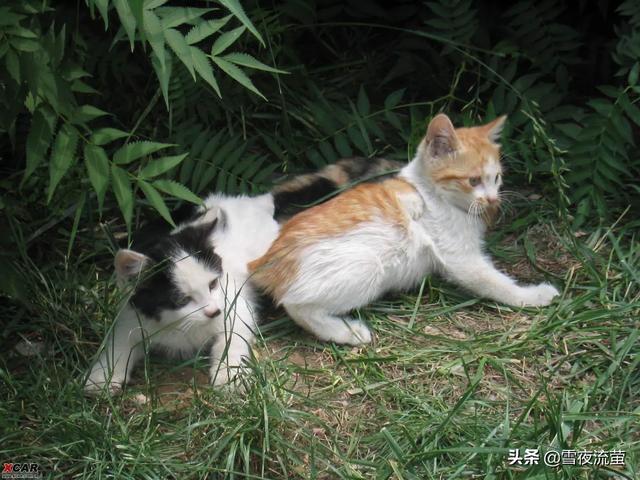 异国短毛猫 广西论坛:猫咪之中，哪些猫寿命最短？