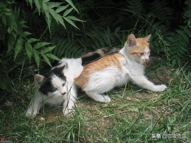 马恩岛猫问答:猫咪之中，哪些猫寿命最短？ 马恩岛猫走路视频