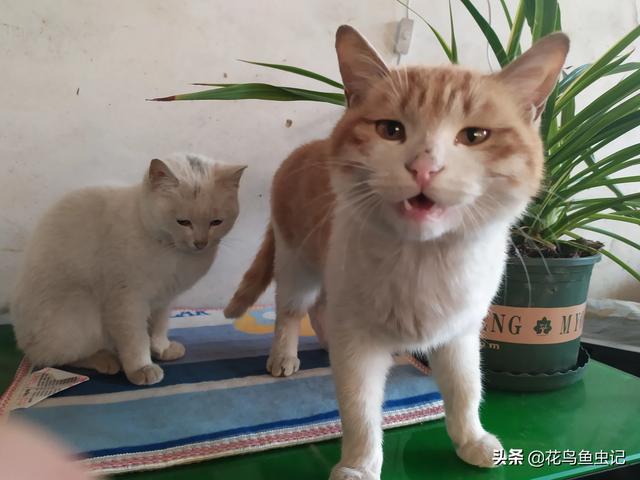 两只超萌猫咪图片:养猫为什么会上瘾？明明已经有两只了，为啥还想再养？