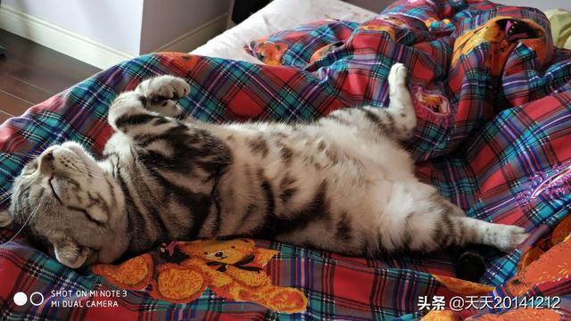 鼻子里面被猫抓破了怎么办:抱着猫咪一起睡觉，会得病的么？ 鼻子被猫抓破了会留疤吗