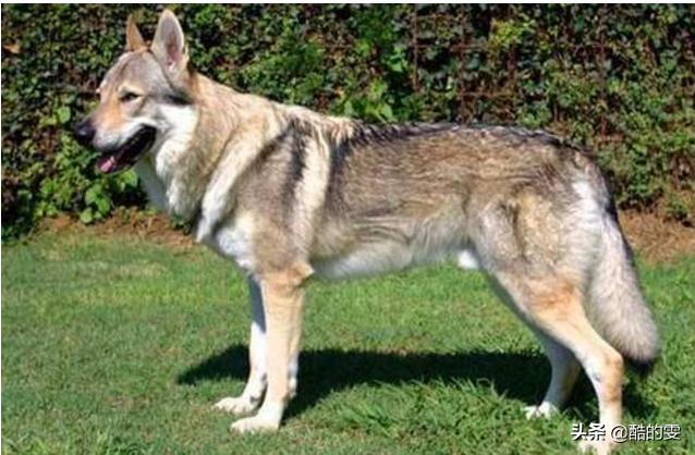 最厉害的狗能打过狼吗?:战斗力最强的家犬，需要多少只可以打败东北虎？为什么？ 世界上有什么狗跟狼能抗衡