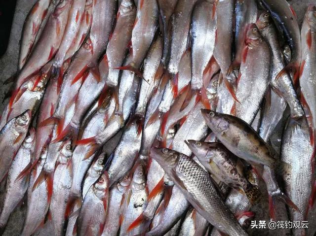 新鲜的红腮鱼在哪里钓怀旧:钓的鱼怎样带回家鱼不容易死？