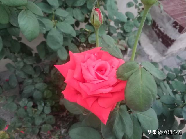 花叶芋穿孔线虫病:花草的叶子总是被虫吃怎么办？