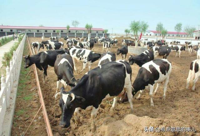 奶牛饲养设备:在农村养一头奶牛一年有多少收入？