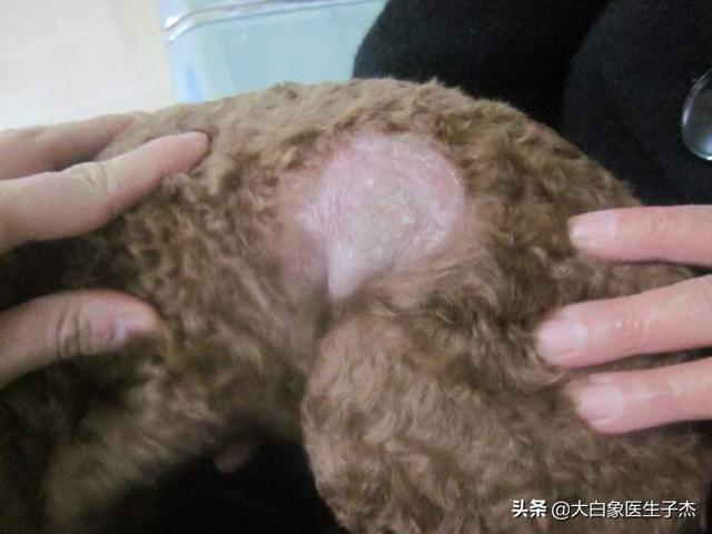 赛维洛犬菌清哪里有卖:养猫人都会有猫藓么?养猫会被猫传染猫癣吗？