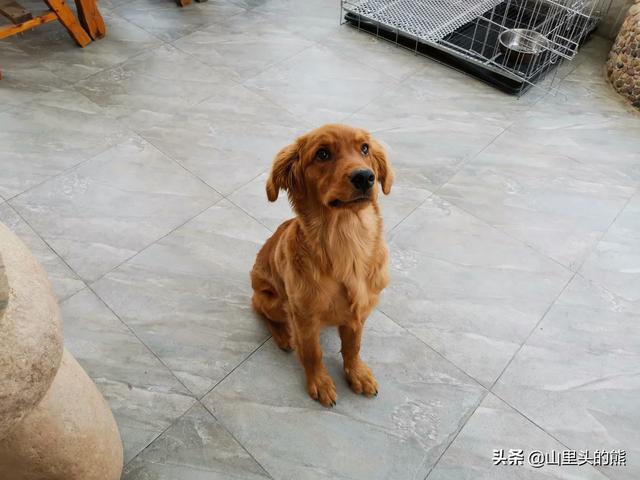 幼犬养狗注意事项:新手第一次养狗，如何喂养两个月的幼犬？