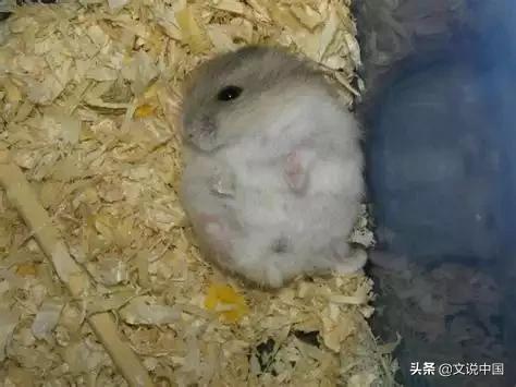 大单间房子怎么养猫:一个人的出租屋单间，养什么宠物比较好？