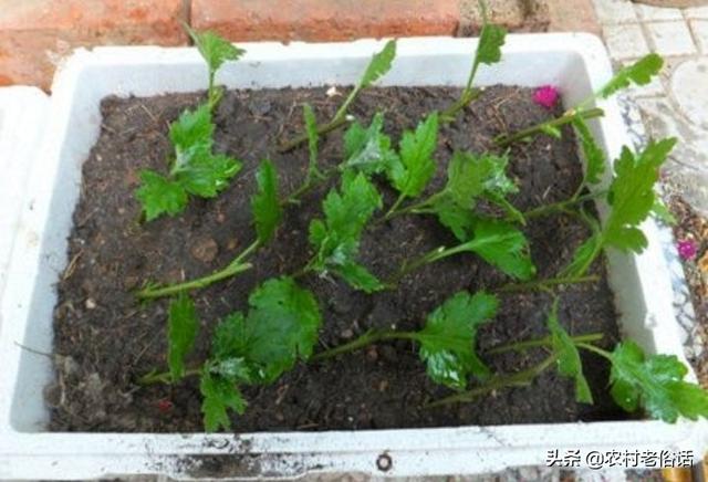 种植菊花,该如何繁殖？