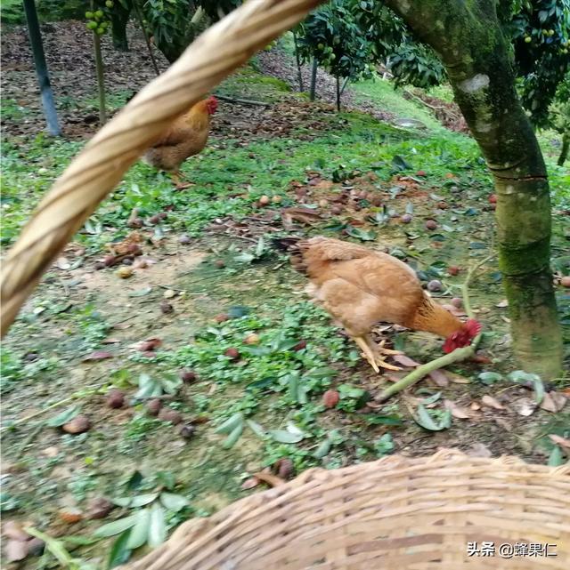 动物性饲料互联网项目:农村土鸡养殖多、销路难，如何利用互联网把土鸡销往更远的地方？