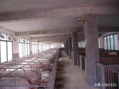 大冶市宠物兔养殖场地址诚信经营:为什么有些养土鸡创业的人都赔惨了？