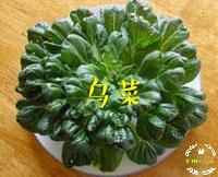 黑心菊什么时候播种比较好:乌菜是什么，怎么样种植，什么时候种植比较好？