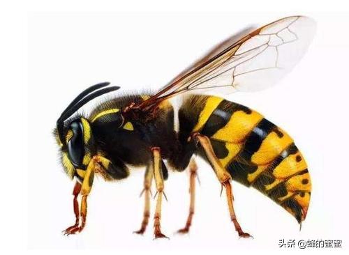 超级蜂巢，马蜂胡蜂怎么区分有多少种叫马蜂的