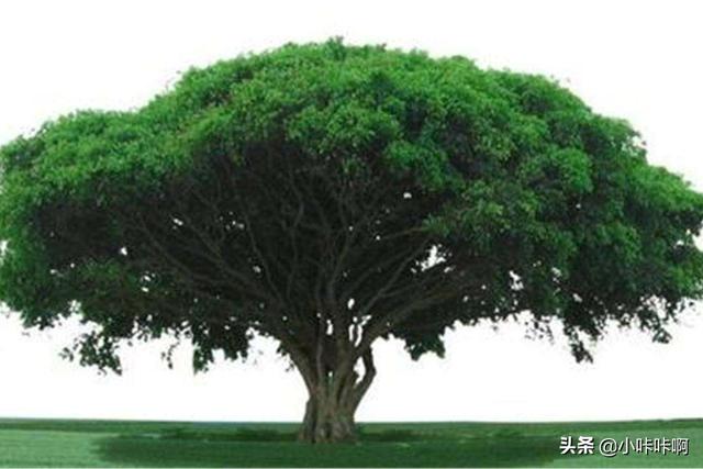 鹅耳枥:欧洲鹅耳枥的种子怎么育苗？