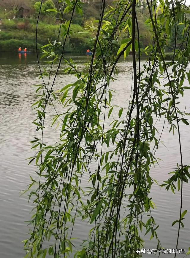 摄影如何表现“昔我往矣,杨柳依依。今我来思,雨雪霏霏。”？