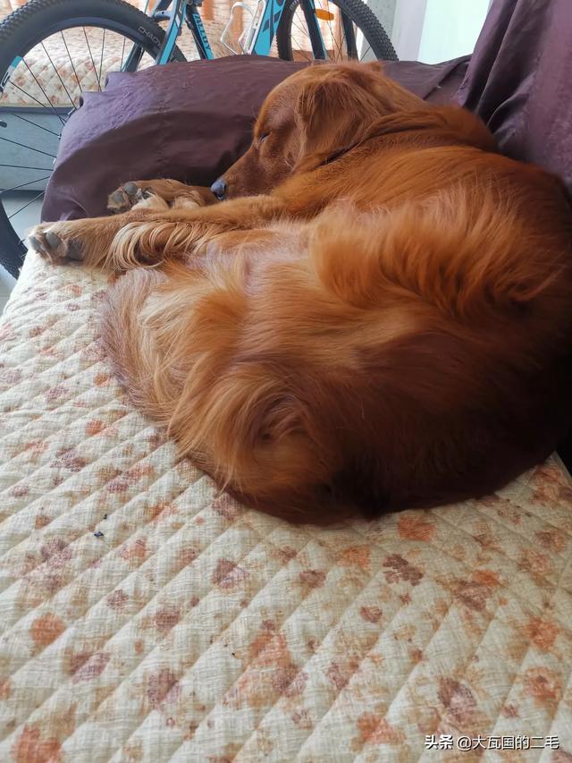 3个月金丹犬:金毛幼犬三个月一日三餐吃什么呢？怎么做呢？长大了吃什么呢？