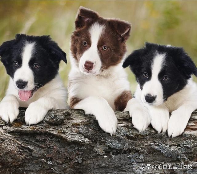 边境牧羊犬性格如何:为什么有人觉得养边境牧羊犬的人越来越少？