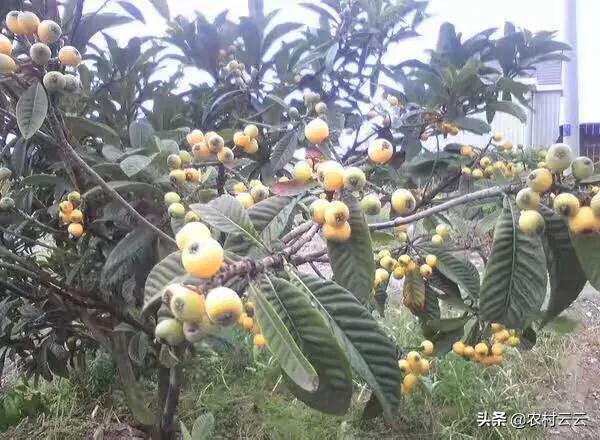 安第斯山猫可以养殖吗:海拔1200米左右的高山上适合种植什么蔬菜、树木和药材？