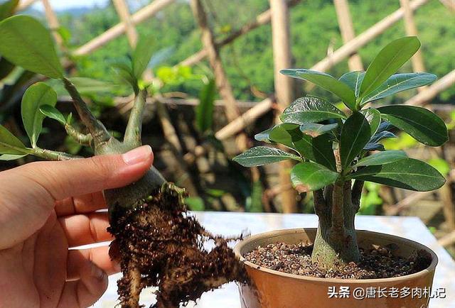 沙漠玫瑰软腐病:12月初沙漠玫瑰烂根，腰斩重新栽到现在没烂也没发芽是为什么？