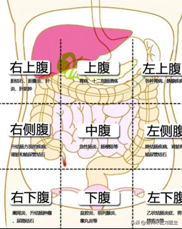 女性左中腹疼痛位置图图片