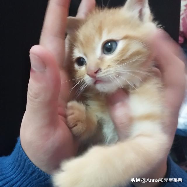捡了一只流浪猫,不是很富裕,需要准备什么？便宜的用品能推荐一下嘛？