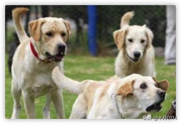 贝生吉犬怎么训练:格力犬的后腿肌肉怎么练？