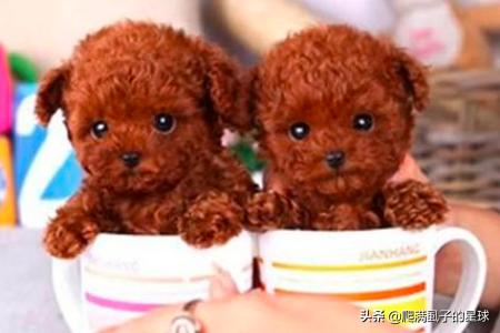 小茶杯犬视频:为什么有人说养狗不要养茶杯犬？