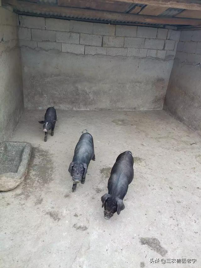食欲减退大便出血:食欲减退大便习惯改变 一窝二百斤的猪几天不吃，有个别大便带血，体温正常是怎么回事？