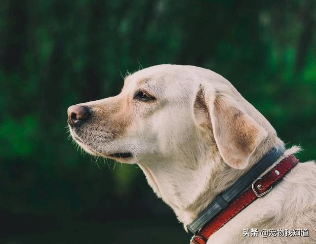 比高犬缺点:说说拉布拉多犬的优缺点有哪些？