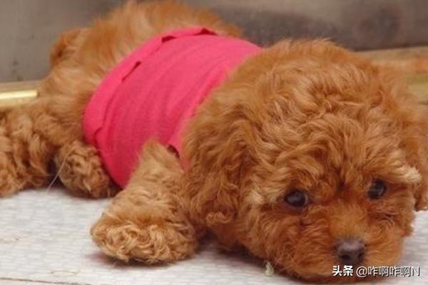 泰迪熊狗:泰迪熊犬打疫苗应该注意什么？
