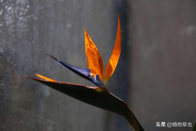 天堂鸟图片:鹤望兰叶子下垂发黄怎么办？