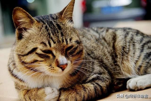 你什么时候被猫的智商震惊了？插图7