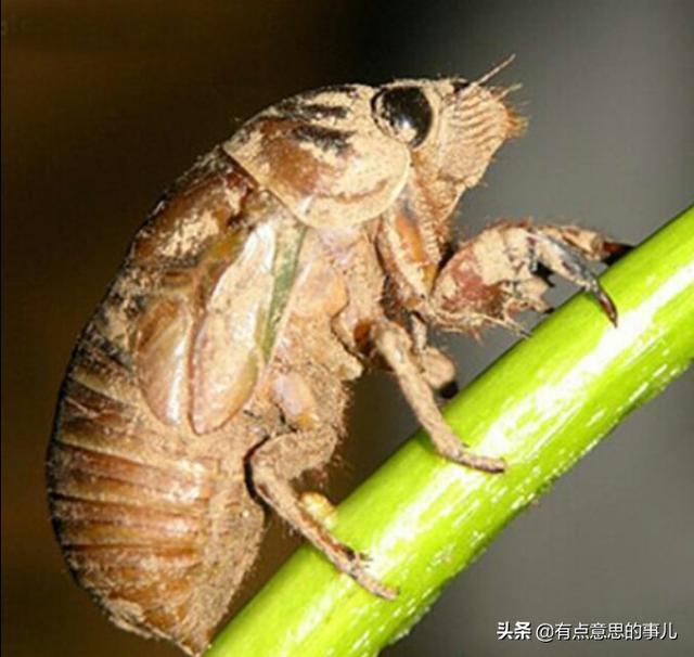拇指猴养殖:知了猴今年养殖，啥时候能收？