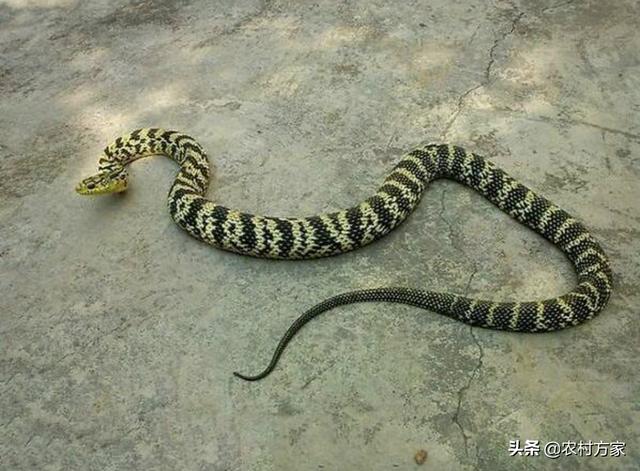 老猫捉老鼠:怎么才能抓到老鼠呢，家里面到处都是老鼠，老鼠夹也不管用？