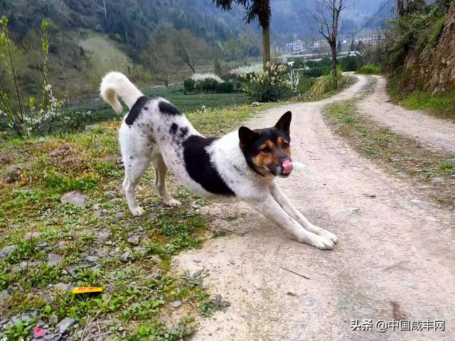 泰国迷你小香猪最大几斤:胡利亚尼猪真的长不大吗？