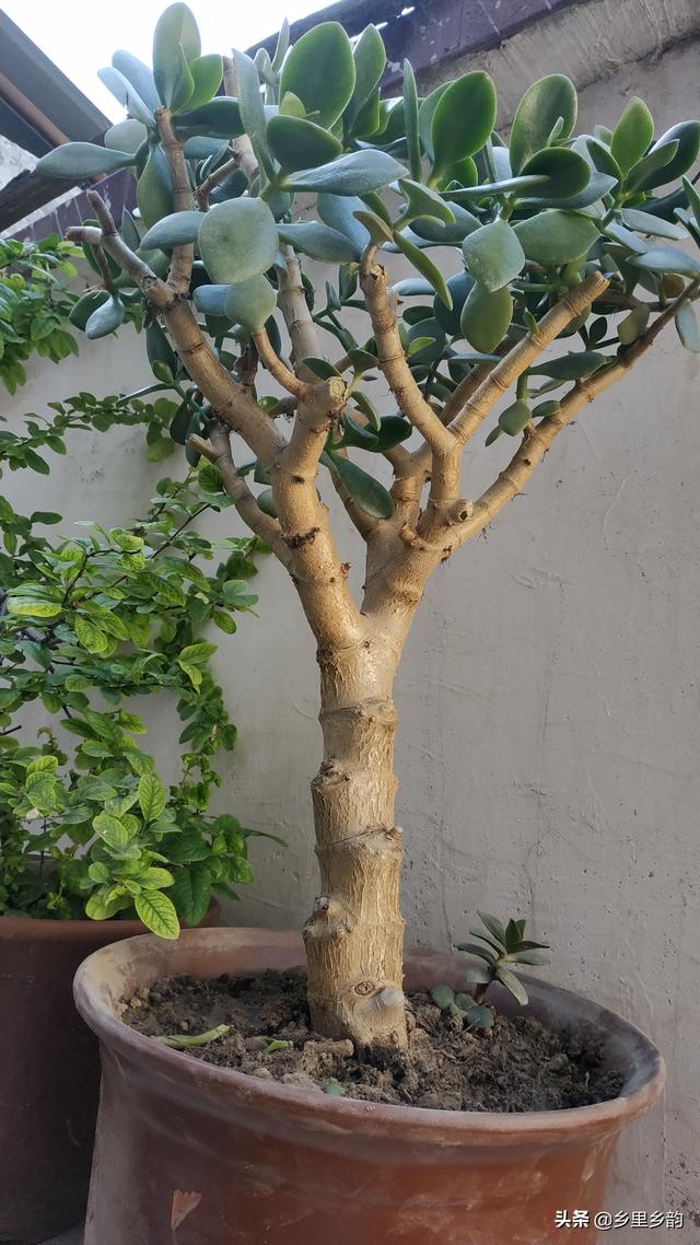 玉树养成盆景的几个技巧，为什么有人养在室内就容易挂掉呢？插图7