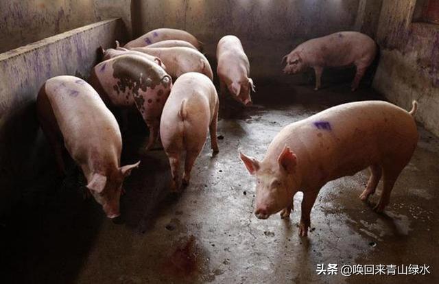 迷你小香猪鉴别:不喂饲料猪的外表怎么看？
