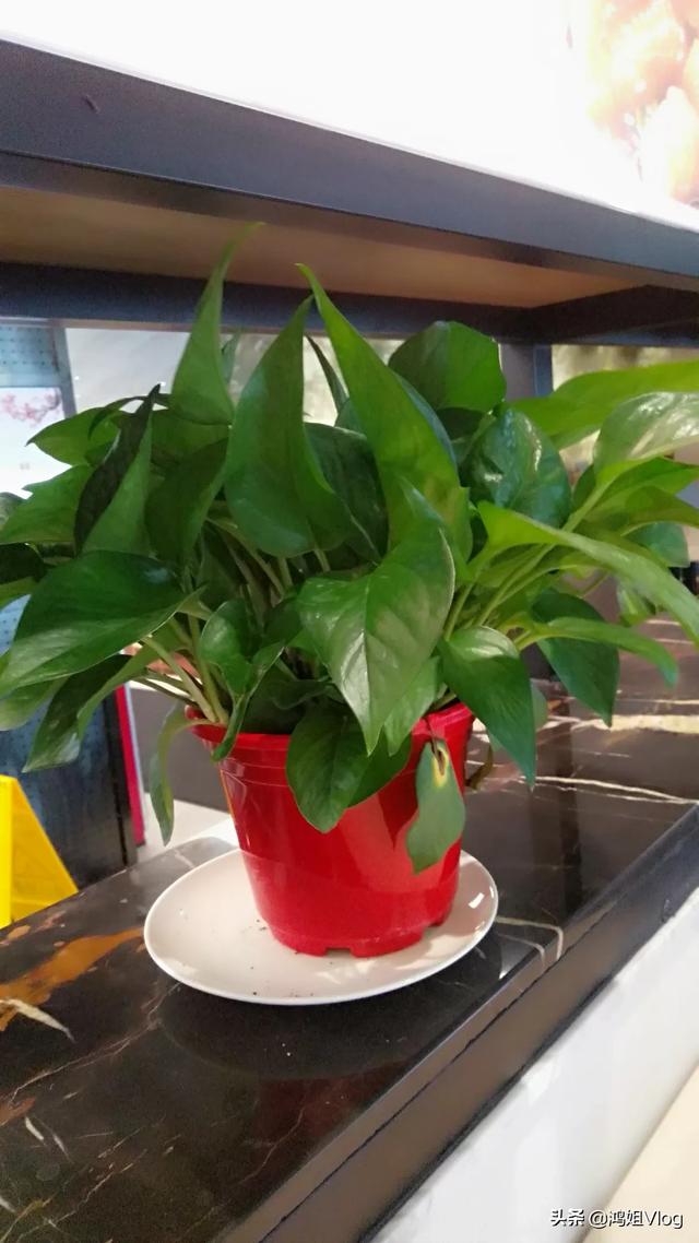 绿萝怎么扦插;绿萝怎么扦插水培