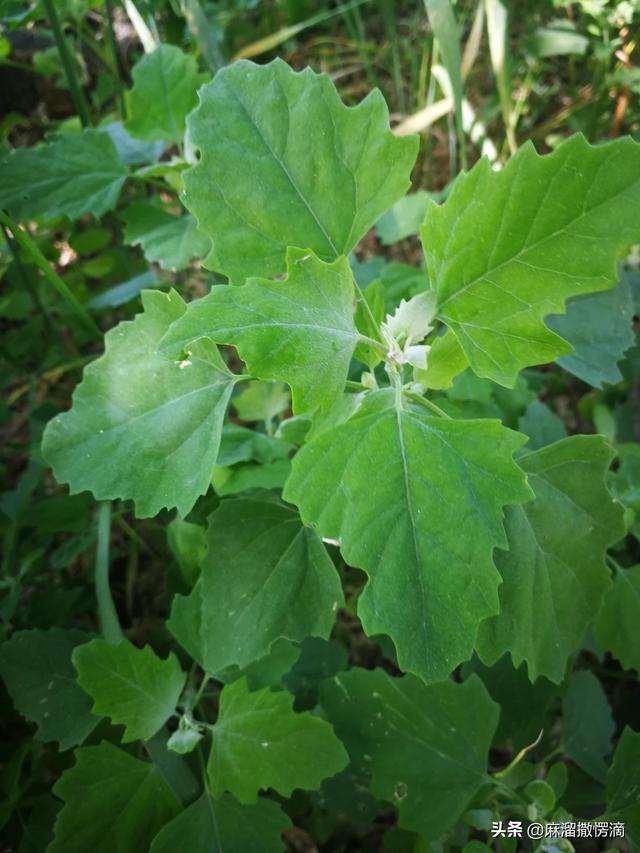 灰菜可以喂猪吗？