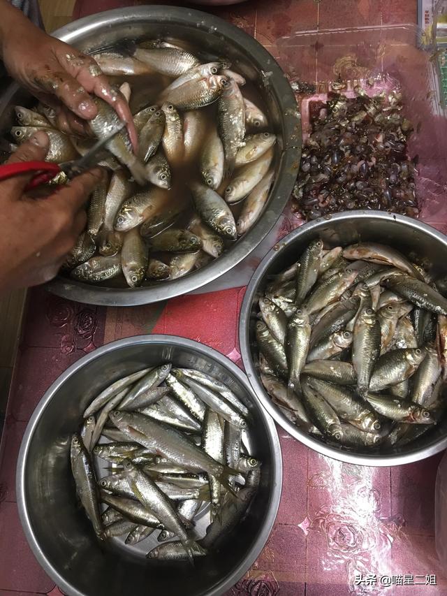 eweita猫粮配比:自制猫饭比猫粮好吗？可以给猫吃自制猫饭吗？