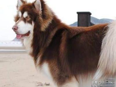 东台市阿拉斯加克利凯犬视频选犬:怎么鉴定阿拉斯加纯不纯？