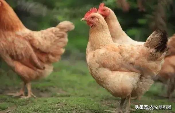 养鸡兽医专家在线咨询:为什么感觉农村养鸡时，鸡很容易生病，有哪些防治方法吗？