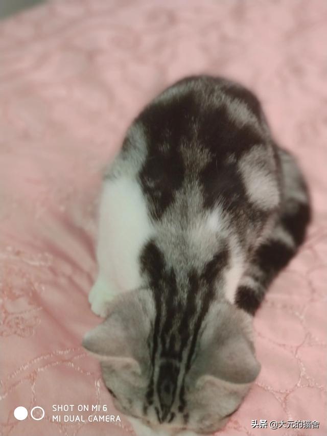 美短猫:为什么有人说养猫不养美短猫？