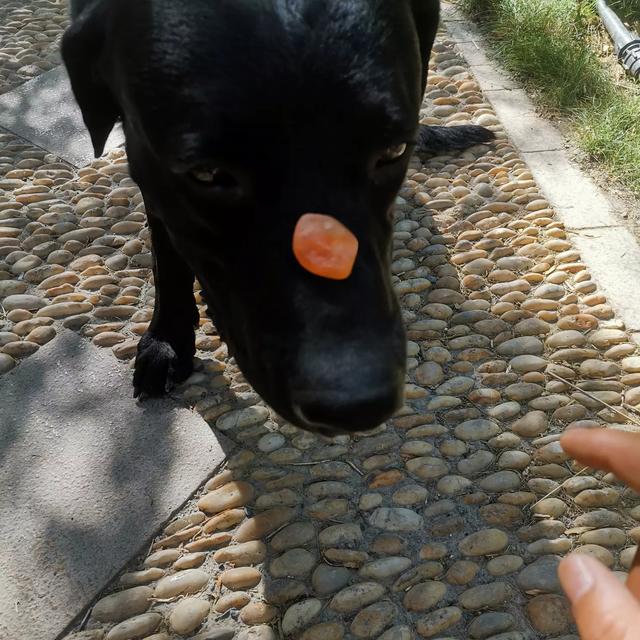 多伯曼犬德牧:我想养只德牧，可是没有大院子，只有大阳台！适合养么？