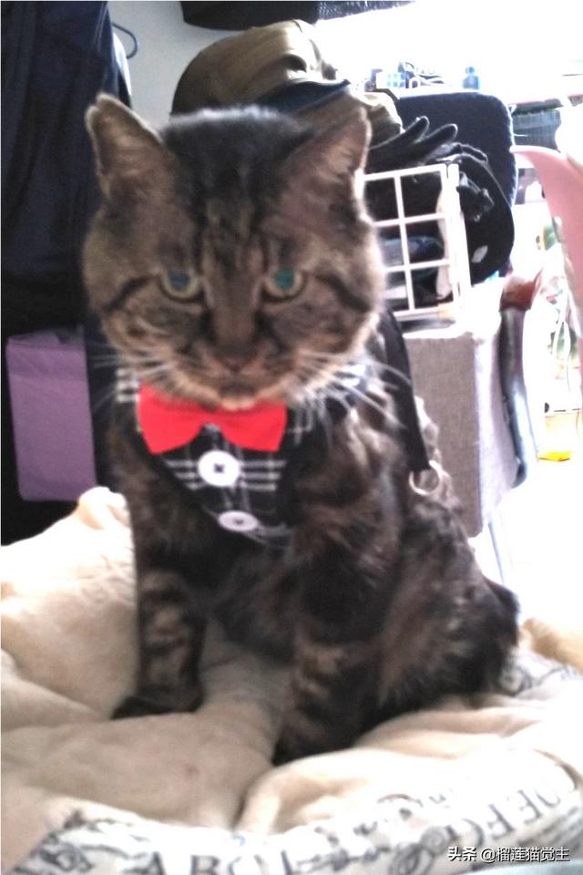 外国评价中国狸花猫:你见过最漂亮的狸花猫是什么样子的？