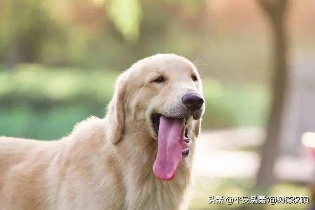 生肖狗和兔配吗:生肖狗，最合拍的属相是什么？