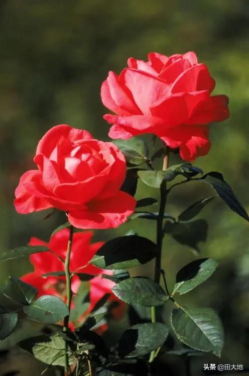 农家院里种植什么样的花,可以耐热耐寒？