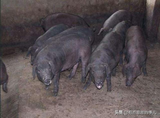 散养黑猪什么品种好，黑猪品种太湖猪好养吗未来市场价格如何